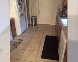 Can you find the large dog hiding in this kitchen?