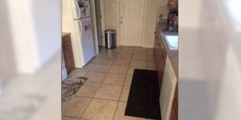 Can you find the large dog hiding in this kitchen?