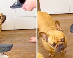 A Shark Toy Teaches Frenchie Not To Chew On Owner’s Shoes