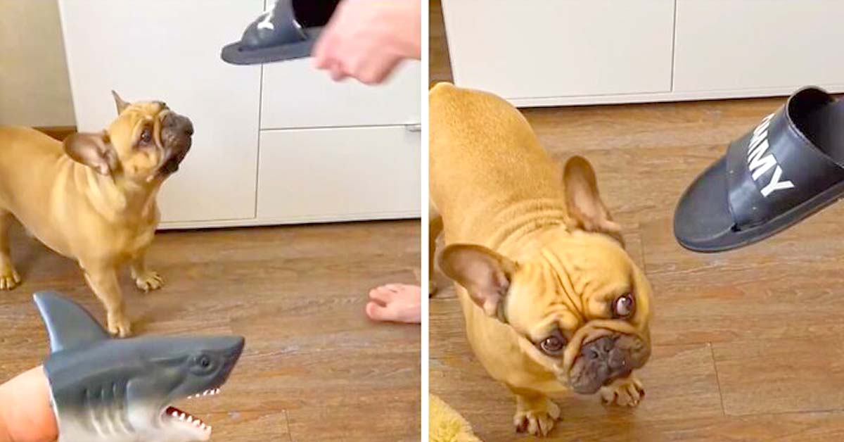 A Shark Toy Teaches Frenchie Not To Chew On Owner’s Shoes