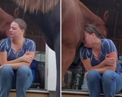 Sweet Horse Comforts Woman Who Is Going Through A Divorce