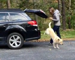 Dog Eagerly Jumps Out Of Car So She Can Dive Into Huge Pile Of Leaves