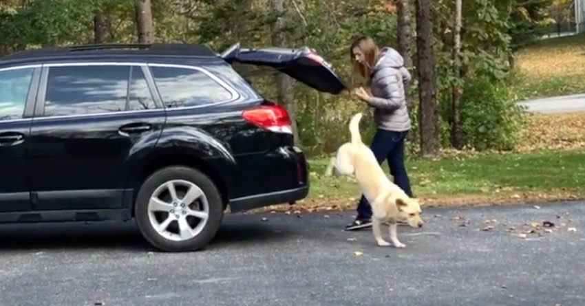 Dog Eagerly Jumps Out Of Car So She Can Dive Into Huge Pile Of Leaves