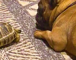 Pet Tortoise Adorably Wakes Up Sleeping French Bulldog