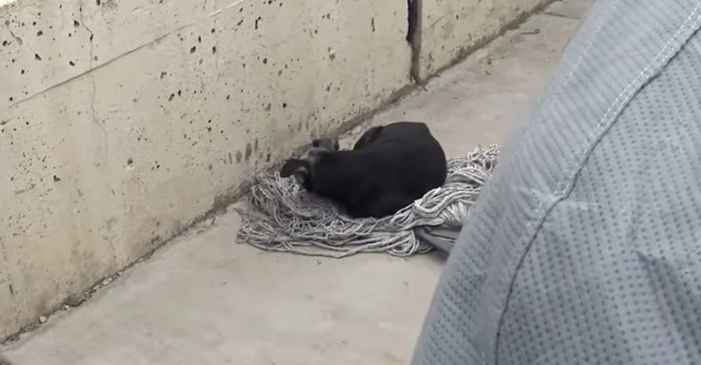 Rescuers Sneak Up On A Senior Dog Who Found Comfort On An Old Mop