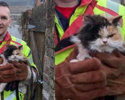 Firefighters save cat trapped between walls — grumpy feline doesn’t look happy about it