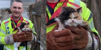 Firefighters save cat trapped between walls — grumpy feline doesn’t look happy about it