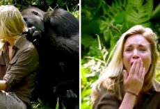 6-Years After Raising Wild Gorilla, He Introduced His Wife And Despite Warnings, ‘She Got Too Close’