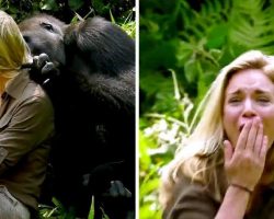 6-Years After Raising Wild Gorilla, He Introduced His Wife And Despite Warnings, ‘She Got Too Close’