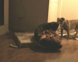 Every night, this dog moves her bed to stand guard over mom and dad