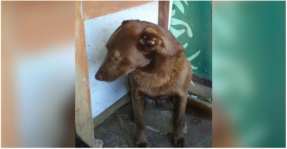 Depressed Dog Was Alone At Shelter For 2-Years, ‘Recognized’ A Familiar Smell