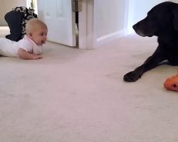 Baby’s first crawl with her dog has an ending you’ll absolutely adore