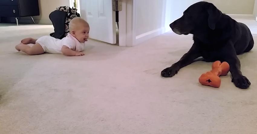 Baby’s first crawl with her dog has an ending you’ll absolutely adore