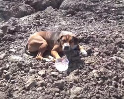 Dog Abandoned At A Construction Site Was Too Scared To Move