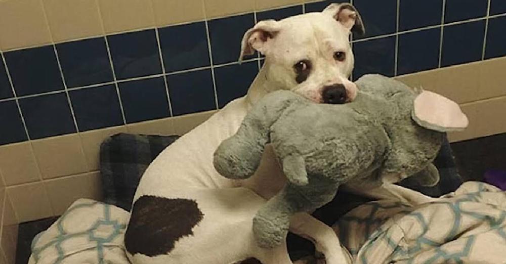 Petrified Pup Clutches Stuffed Elephant For Comfort While Waiting To Be Euthanized