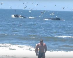 Humpback whales put on a show for some lucky beachgoers