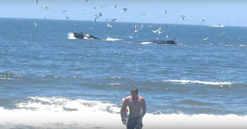 Humpback whales put on a show for some lucky beachgoers
