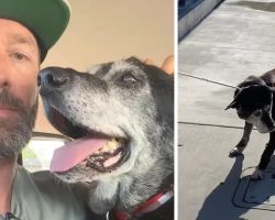 Guy Takes An Old Dog From The Shelter So He Doesn’t Die In There Alone