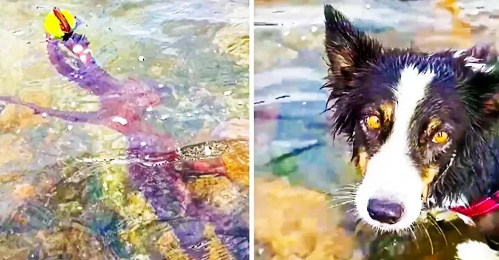 Wild Octopus Steals Tennis Ball From Border Collie