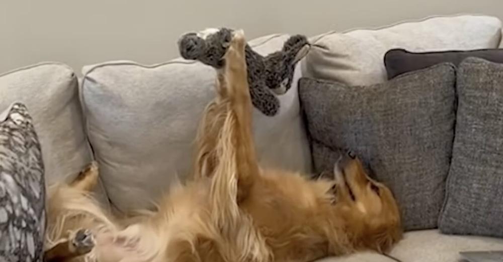 Adorable Golden Retriever Loves to Admire His Toys