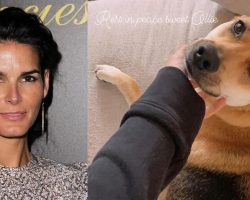 Actress Angie Harmon says her dog Ollie was shot and killed by delivery driver: “Completely traumatized & beyond devastated”