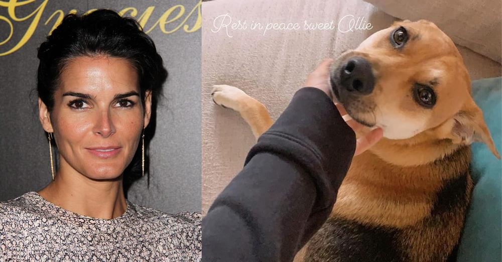 Actress Angie Harmon says her dog Ollie was shot and killed by delivery driver: “Completely traumatized & beyond devastated”
