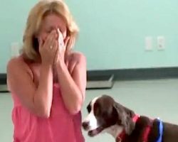 Quadriplegic Springer Spaniel Learns To Walk Again