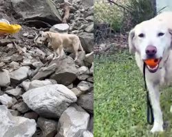 Dog who flunked police training for being “too friendly” becomes hero after earthquake