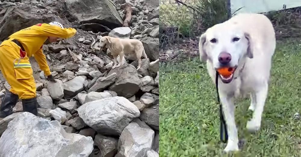 Dog who flunked police training for being “too friendly” becomes hero after earthquake