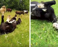 Clydesdale has emotional response to running free in a meadow