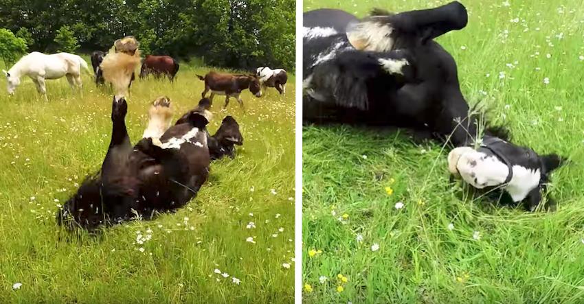 Clydesdale has emotional response to running free in a meadow