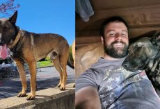 Community rallies to help Canadian truck driver reunite with his missing dog