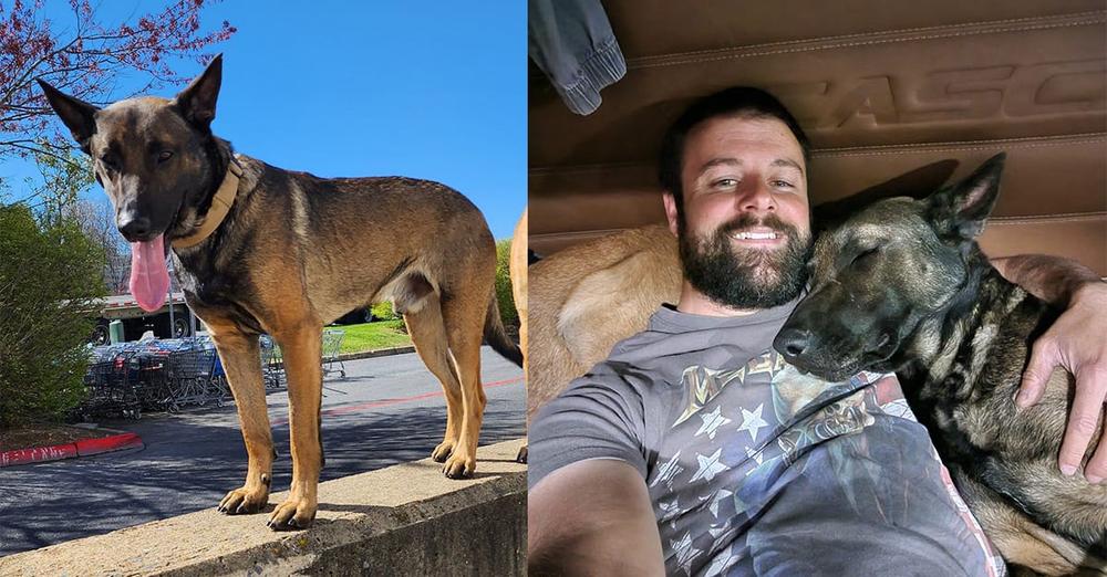 Community rallies to help Canadian truck driver reunite with his missing dog