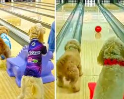 Goldendoodle Dogs Love To Go Bowling And Roll A Strike