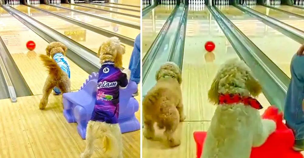 Goldendoodle Dogs Love To Go Bowling And Roll A Strike