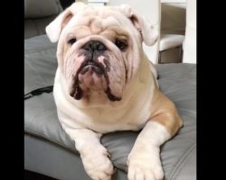 Man tells his bulldog to show some teeth and look mean