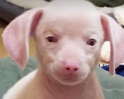 Piglet the pink puppy is blind and deaf all because of a bad breeder