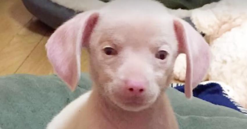 Piglet the pink puppy is blind and deaf all because of a bad breeder