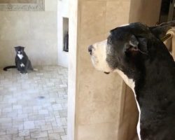 Great Dane patiently waits for her turn in the shower