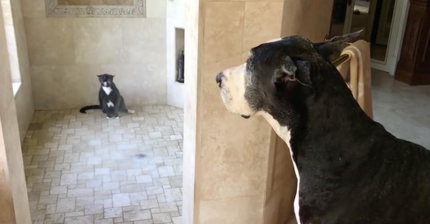 Great Dane patiently waits for her turn in the shower