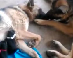 Dad dog comforts mama after she gives birth to four puppies