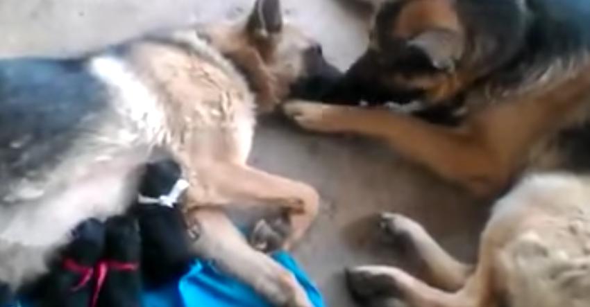 Dad dog comforts mama after she gives birth to four puppies