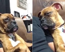 Sleepy dog tries to stay awake as he and owner watch movie together