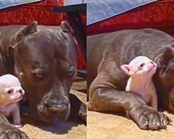 This Protective Giant Dog is So Patient as the Cutest Tiny Puppy Tries to Play