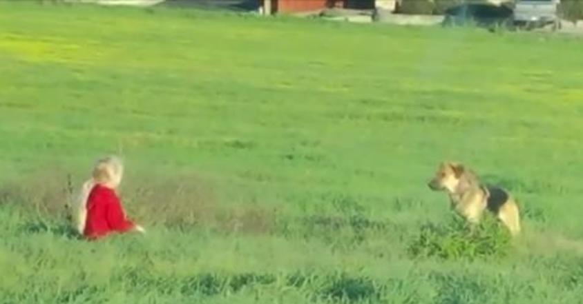 They tried for months but couldn’t get close to this stray, but then a little girl tried