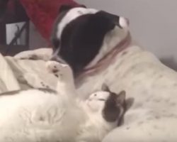 The morning routine between this cat and dog will have you on cloud nine