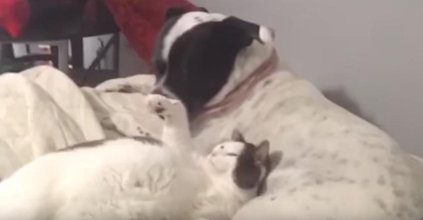 The morning routine between this cat and dog will have you on cloud nine
