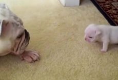 Elvis The Bulldog Puppy Reads His Mom The Riot Act