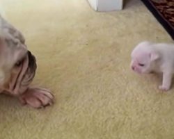 Elvis The Bulldog Puppy Reads His Mom The Riot Act