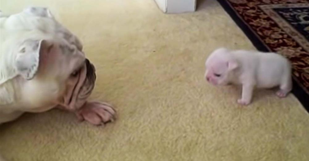 Elvis The Bulldog Puppy Reads His Mom The Riot Act